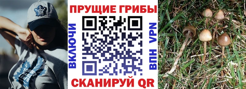 где продают   Дегтярск  маркетплейс состав  Псилоцибиновые грибы Cubensis 